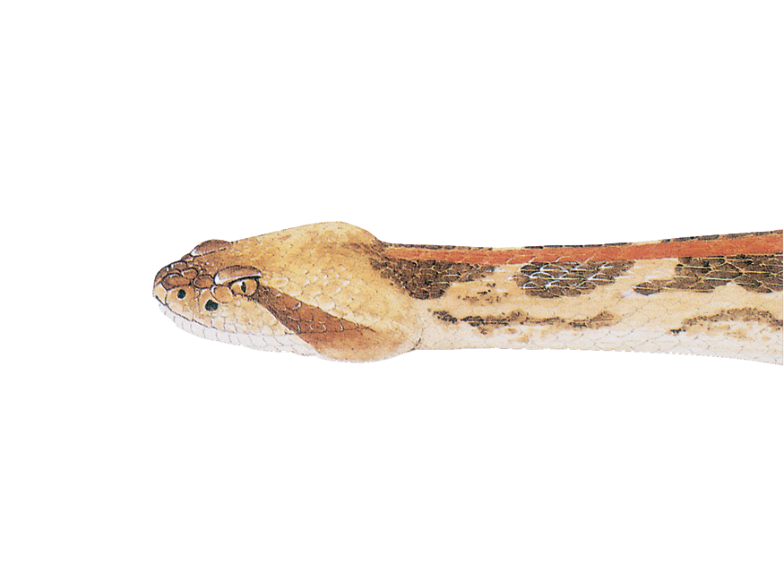 illustration of a Timber Rattlesnake