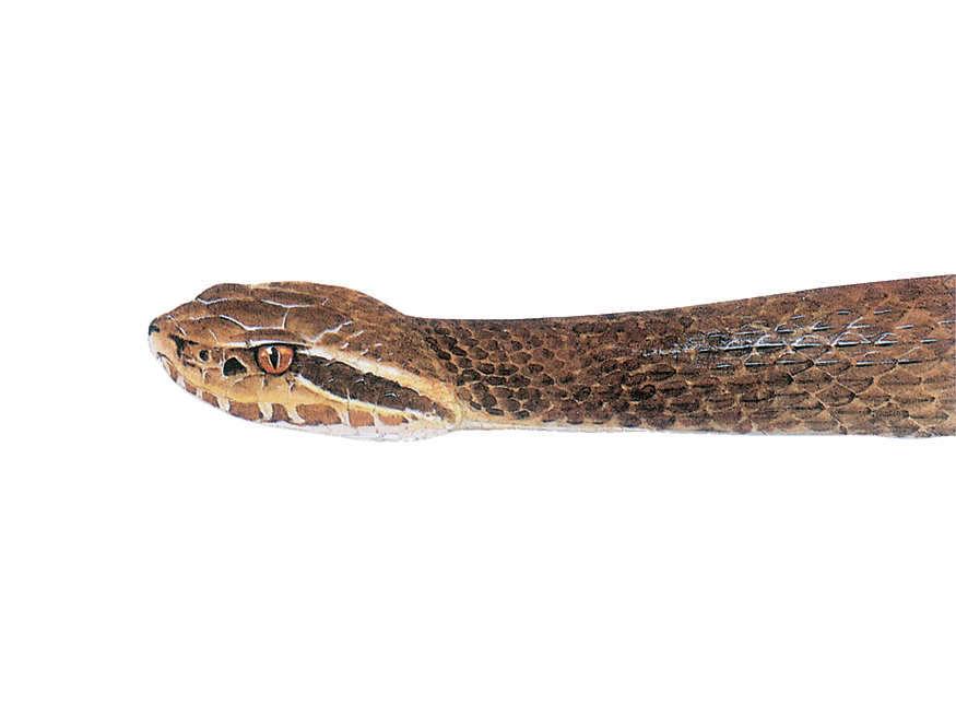 Image of a Northern Cottonmouth