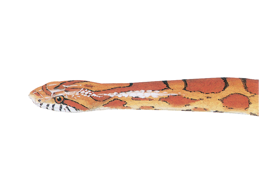 Illustration of a Red cornsnake