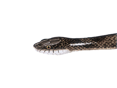 Illustration of a Western Ratsnake