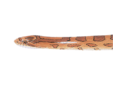 illustration of a Prairie Kingsnake