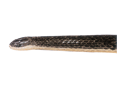 illustration of a Glossy Swampsnake