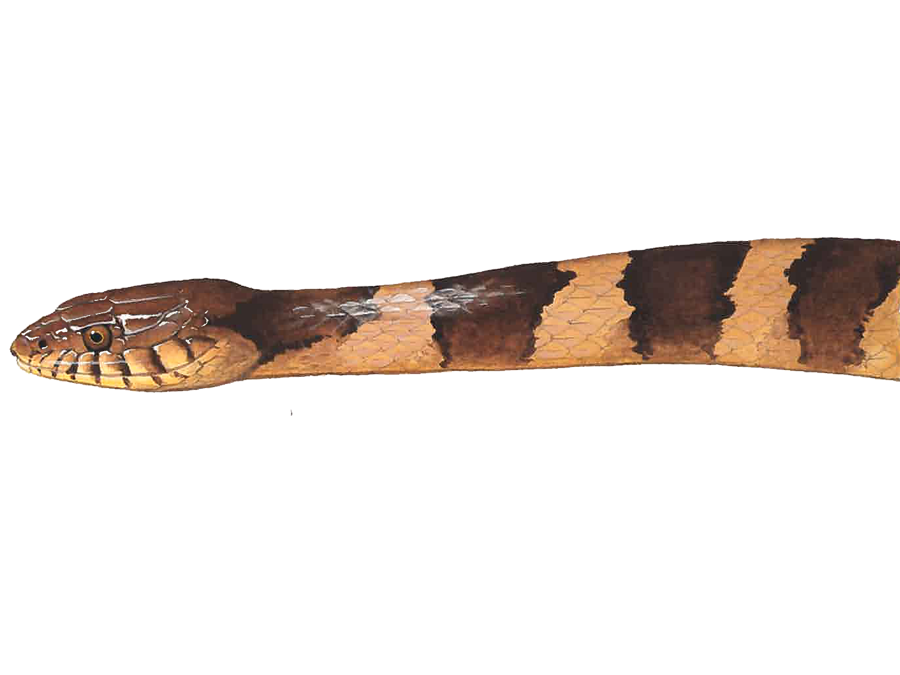 Image of a common watersnake