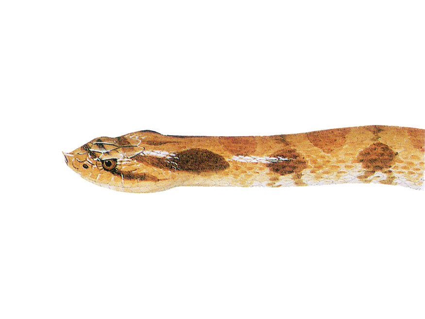 Illustration of an Eastern Hog-nosed Snake
