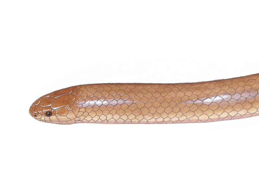 Illustration of a Flat-headed Snake