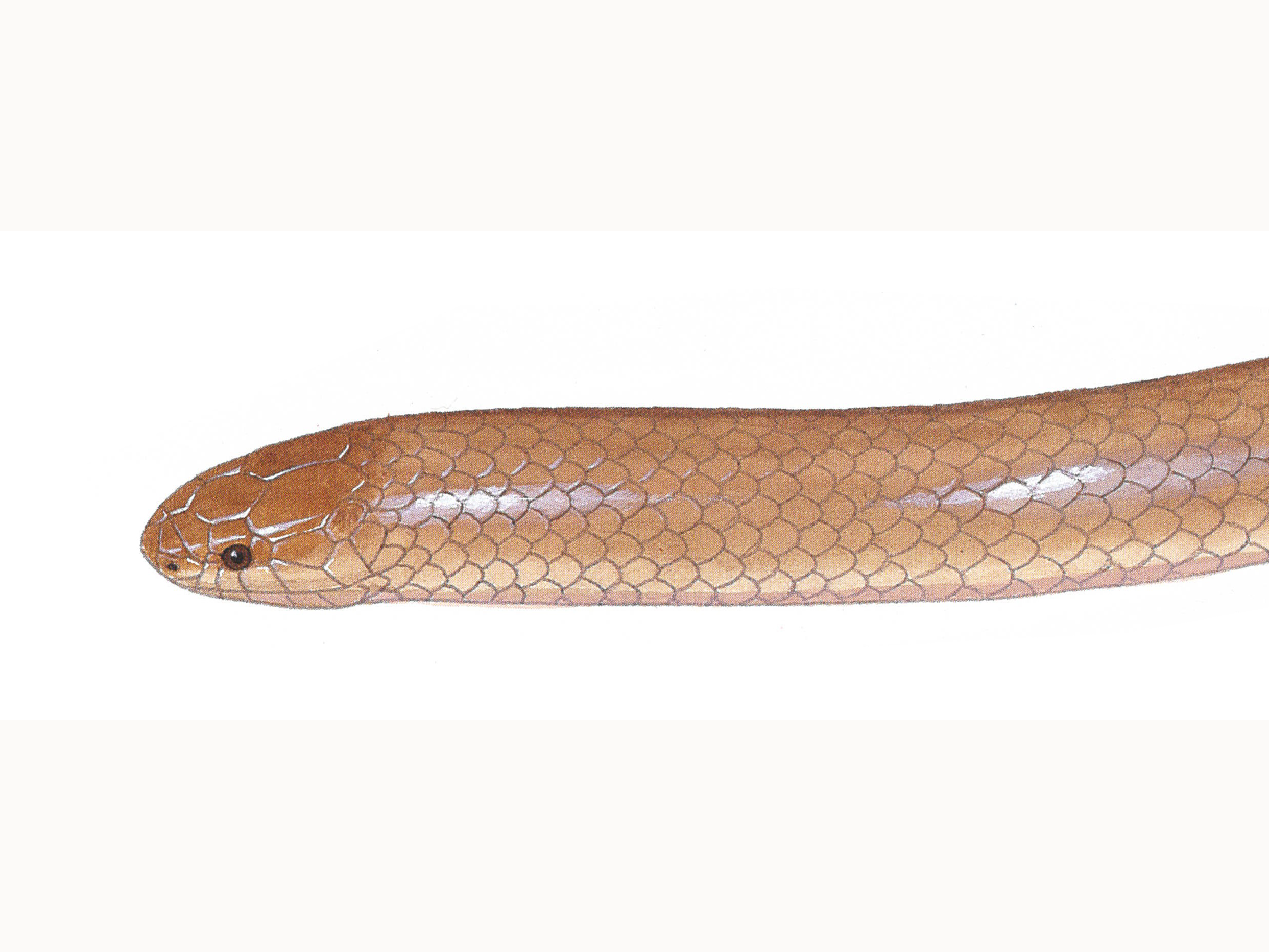 image of an eastern flat-headed snake