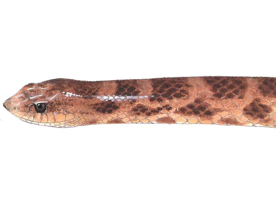 Image of an Louisiana Pinesnake