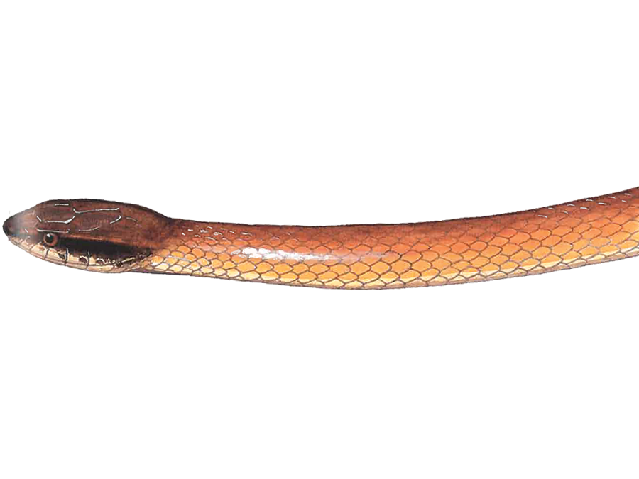 Illustration of a Pine Woods Littersnake