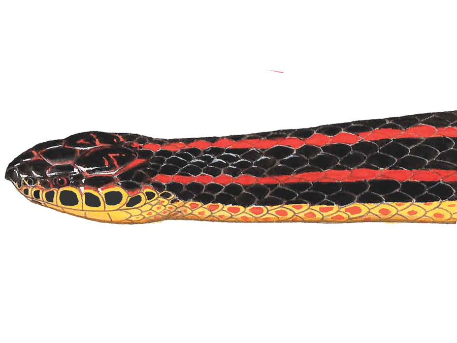 illustration of a Rainbow Snake