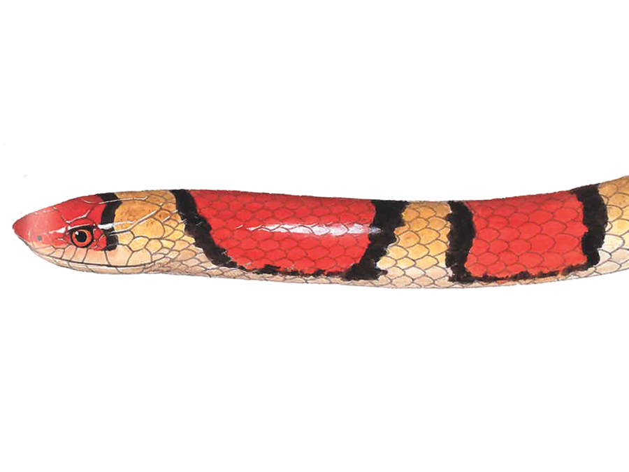 Illustration of a Scarlet Snake