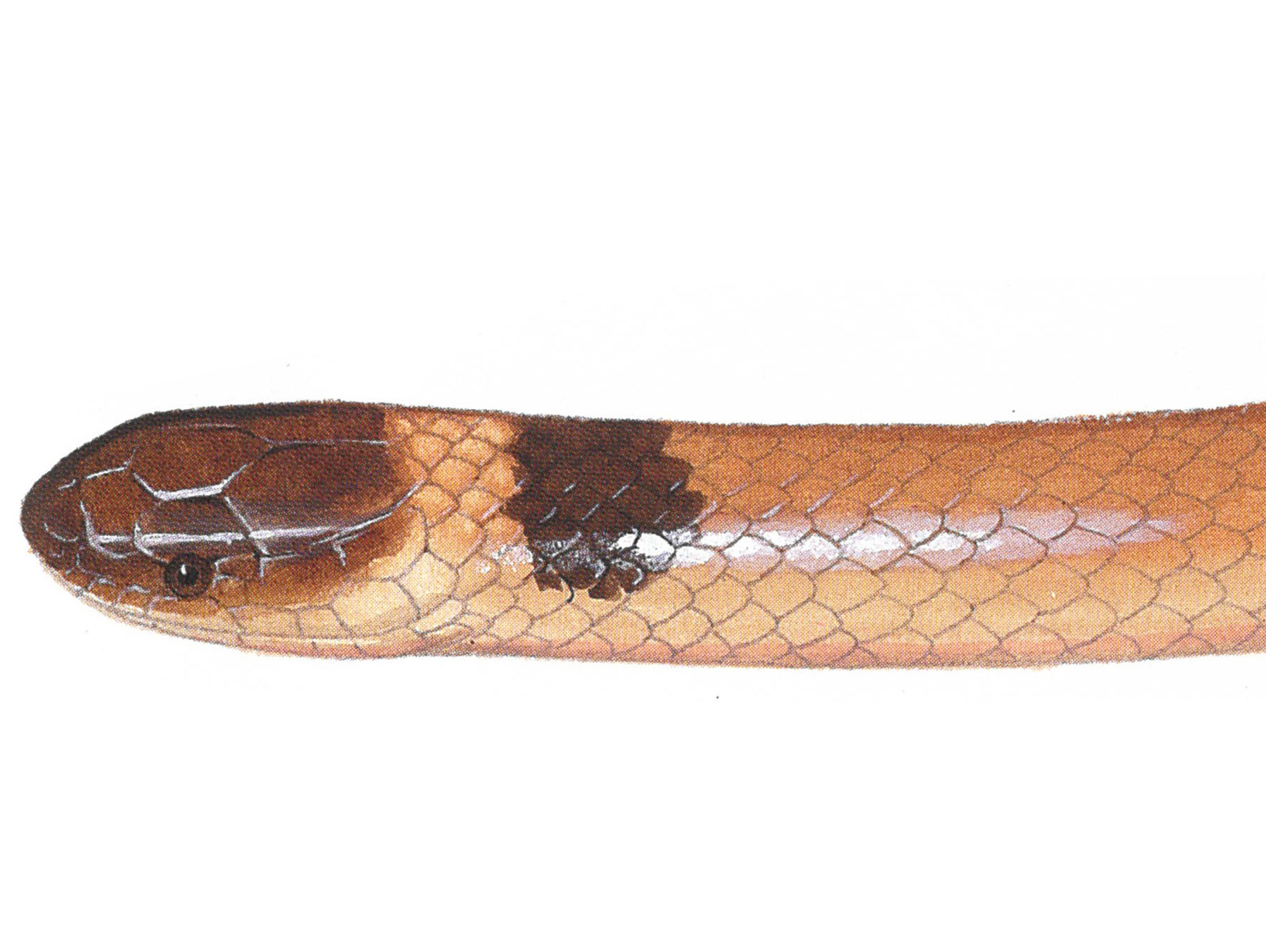 illustration of a Southeastern Crowned Snake