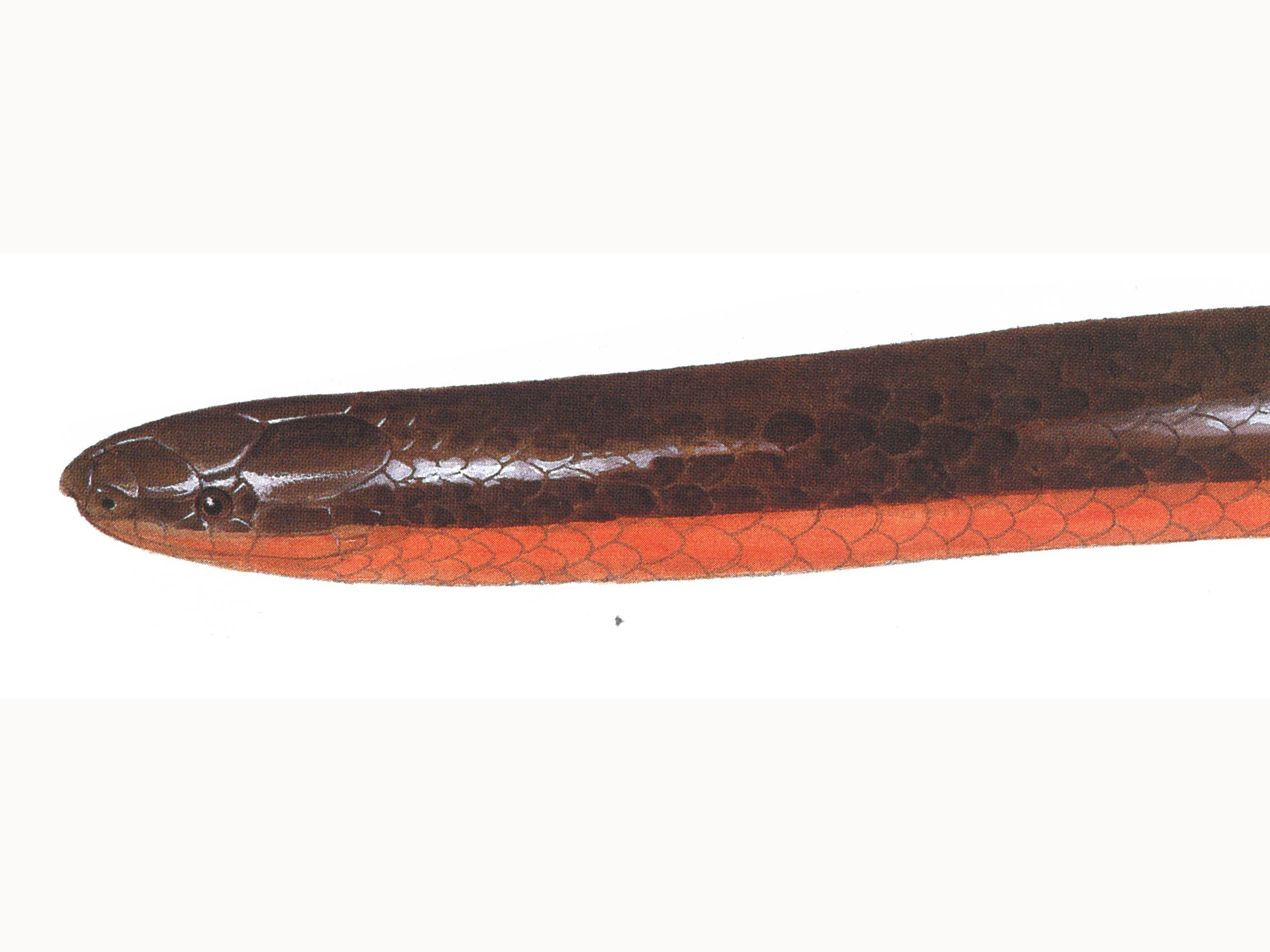 illustration of a Western Wormsnake