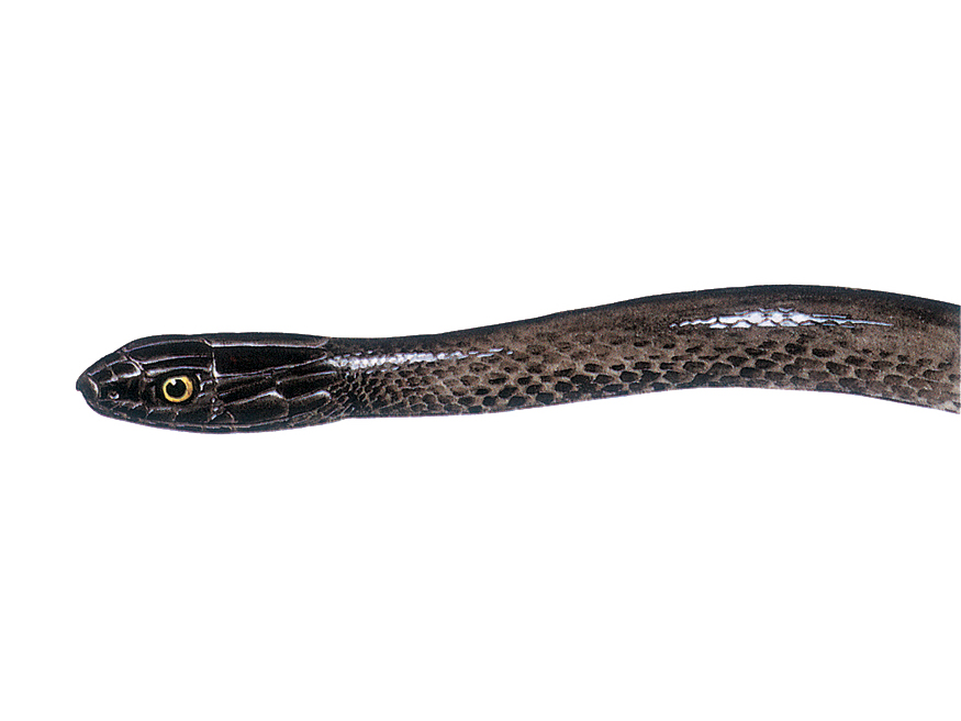 Cochwhip Snake Illustration