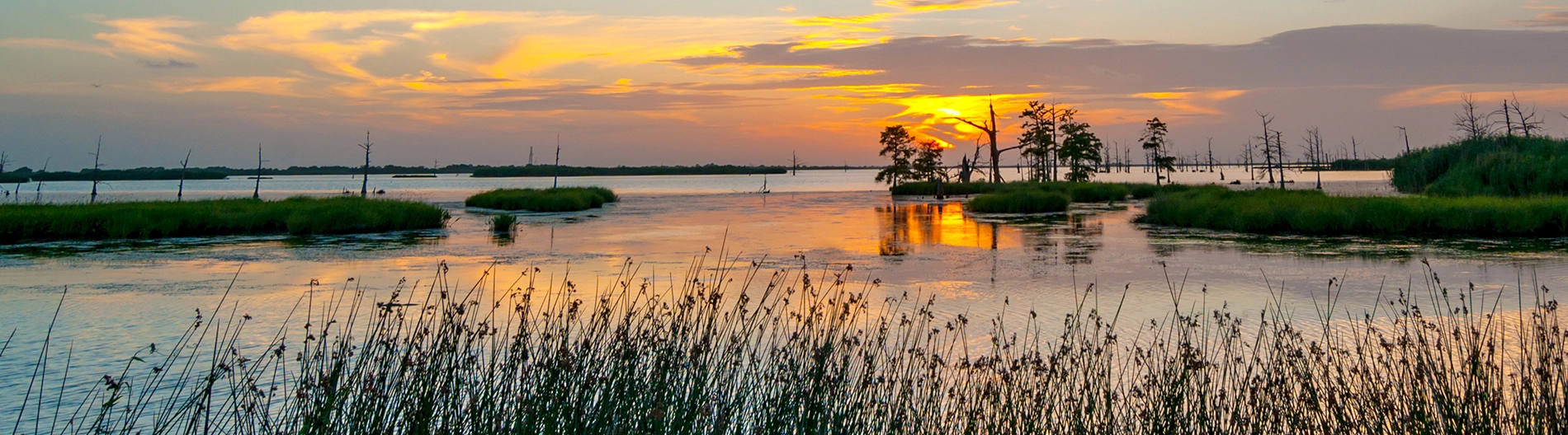 Louisiana swamp at sunrise